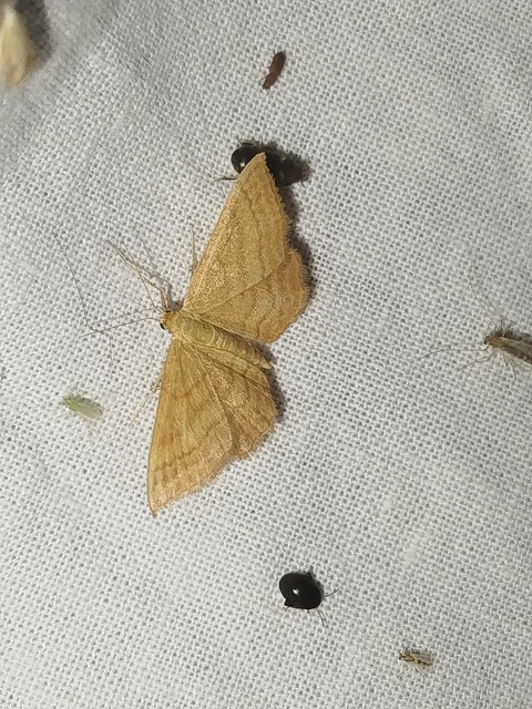Idaea ochrata - okkerszínű sávosaraszoló