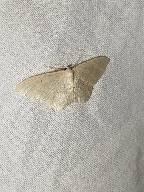 Idaea deversaria - egyszínű sávosaraszoló