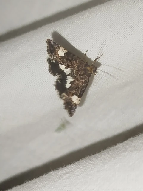 Tyta luctuosa - fekete nappalibagoly