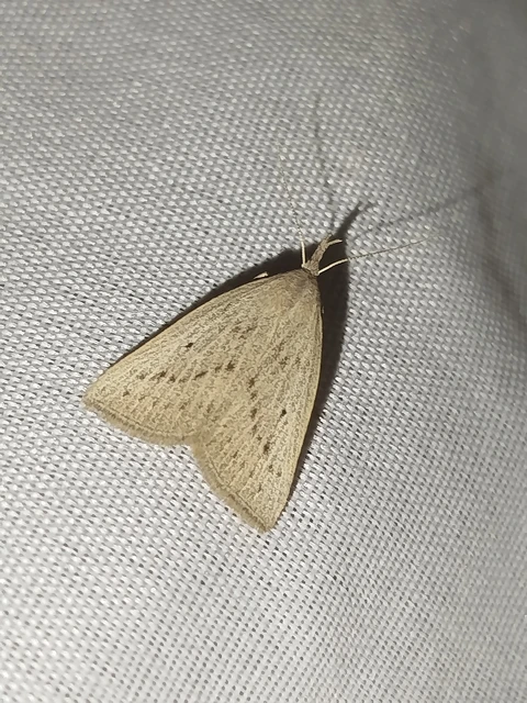 Macrochilo cribrumalis - csontszínű karcsúbagoly