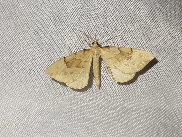Eulithis pyraliata - sárga galajaraszoló