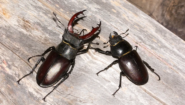 Lucanus cervus - nagy szarvasbogár
