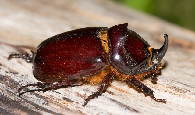 Oryctes nasicornis - orrszarvú bogár