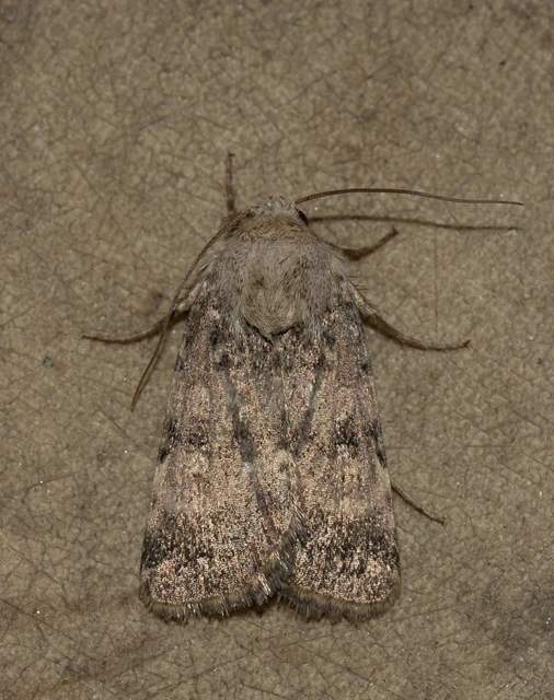 Chersotis fimbriola - csillogó földibagoly
