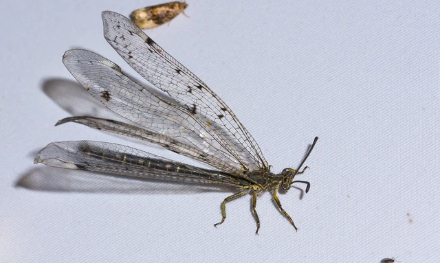 Distoleon tetragrammicus - négyfoltos hangyaleső