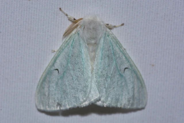 Arctornis l-nigrum - L-betűs gyapjaslepke