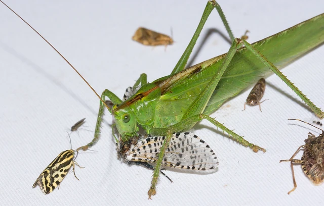 Tettigonia viridissima - zöld lombszöcske Tettigonia viridissima - zöld lombszöcske