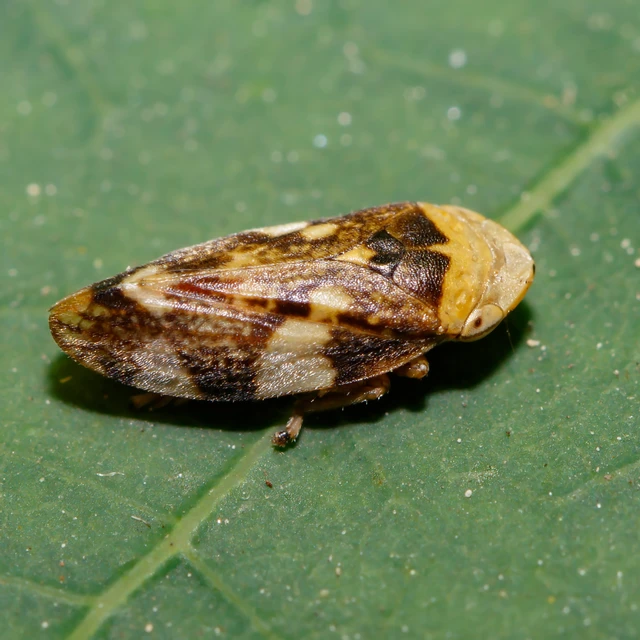 Auchenorrhyncha - Kabócák