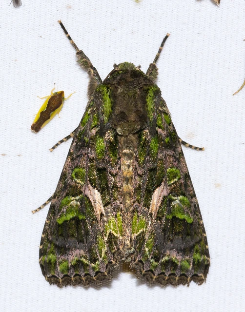 Trachea atriplicis - nyári zöldbagoly