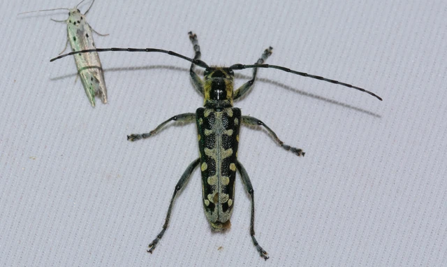 Saperda scalaris - létracincér