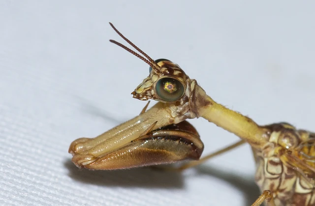 Mantispa styriaca - kétszínű fogólábú-fátyolka