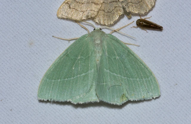 Hemistola chrysoprasaria - kékes zöldaraszoló