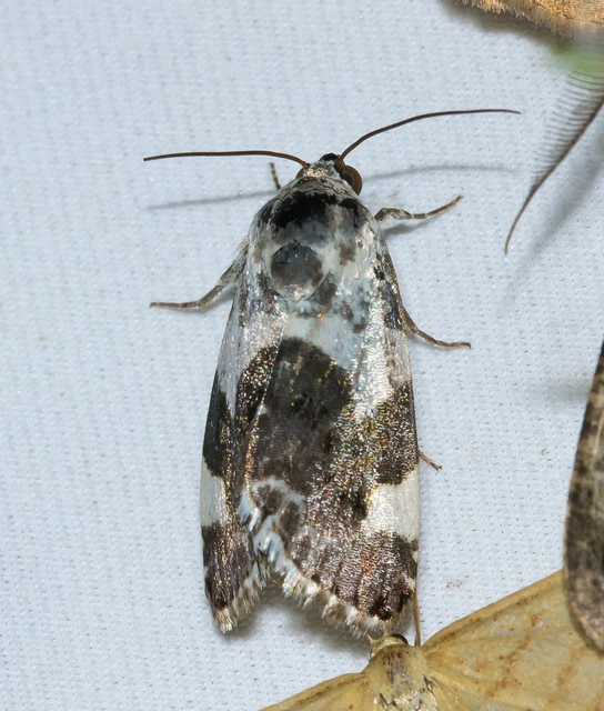 Acontia lucida - fehér nappalibagoly