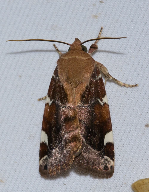 Cosmia diffinis - szilfa-lombbagoly
