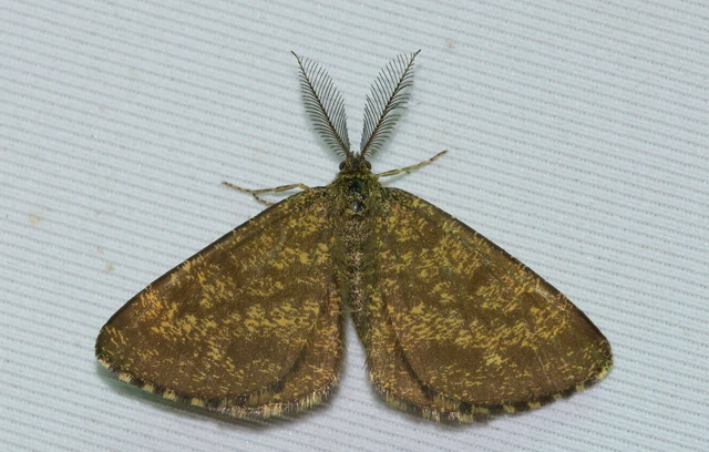 Ematurga atomaria - barna rétiaraszoló