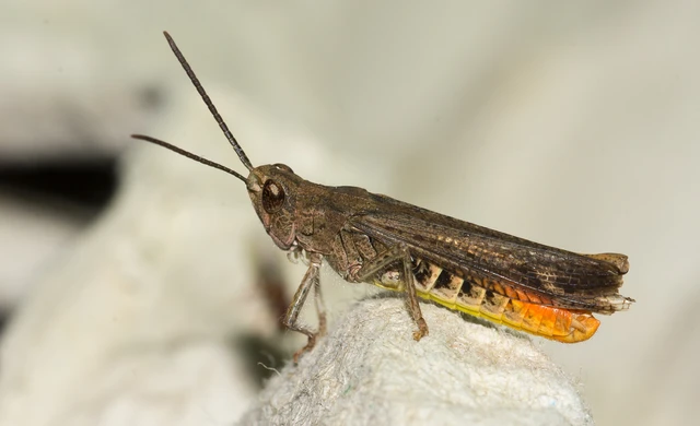 Chorthippus