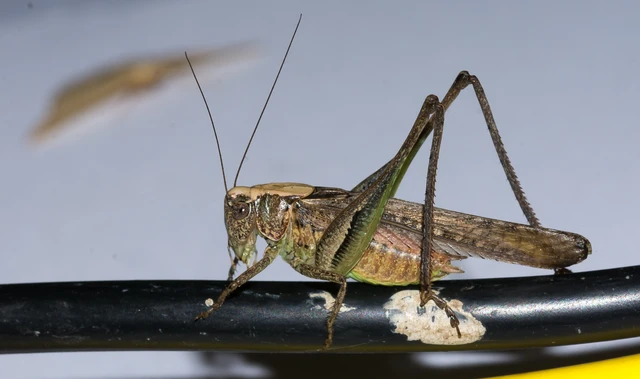 Platycleis grisea - szürke rétiszöcske