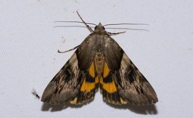 Catocala fulminea - galagonya-övesbagoly