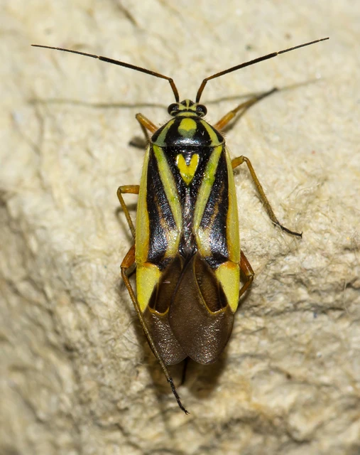 Brachycoleus decolor