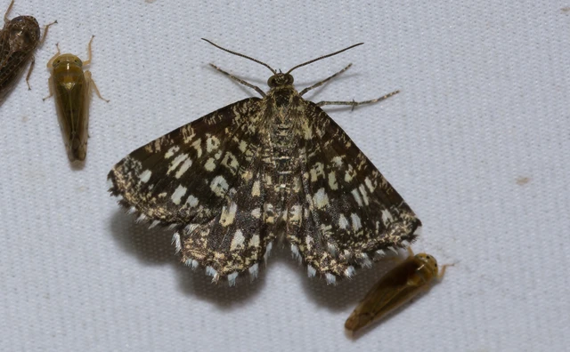Chiasmia clathrata - rácsos rétiaraszoló