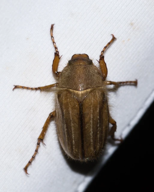 Amphimallon solstitiale - bordás sárgacserebogár