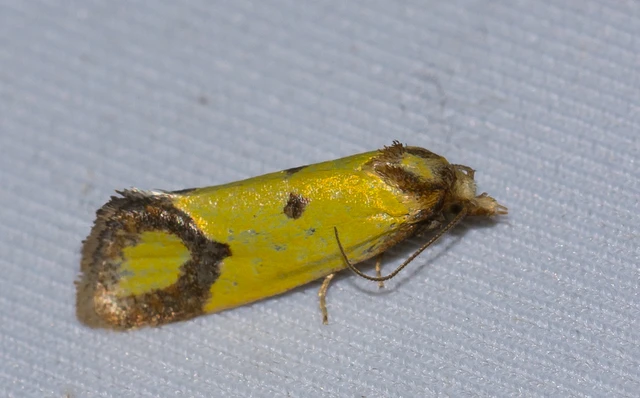 Agapeta zoegana - barnacsíkos sárgamoly