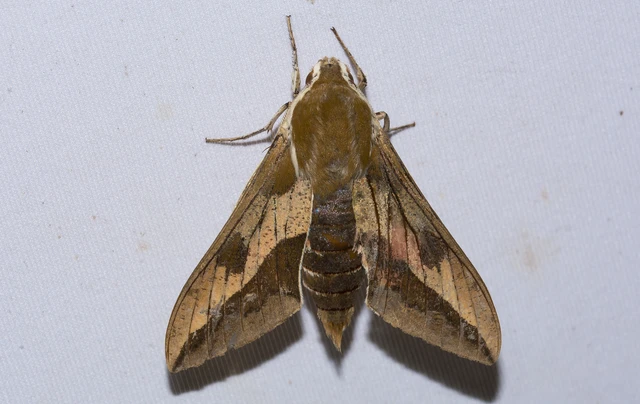 Hyles euphorbiae - kutyatejszender