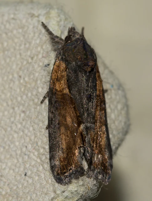 Bryophila raptricula/felina
