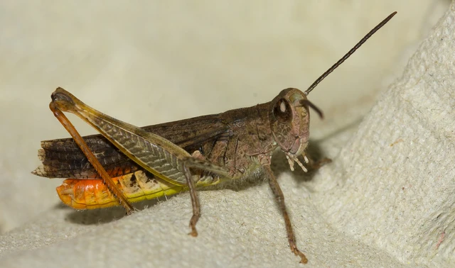 Chorthippus