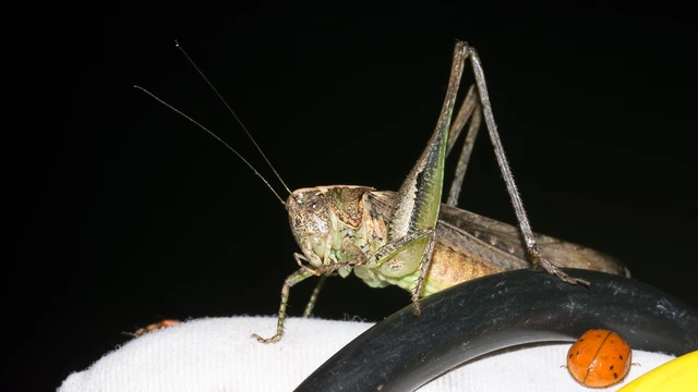 Platycleis