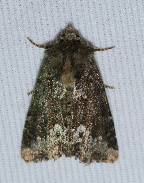 Oligia strigilis - kormos dudvabagoly