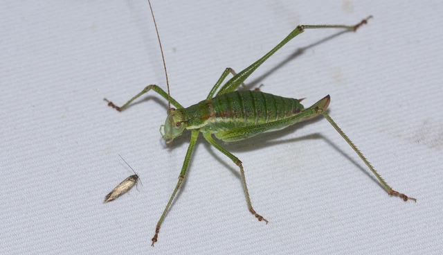 Leptophyes albovittata - közönséges virágszöcske Leptophyes albovittata - közönséges virágszöcske