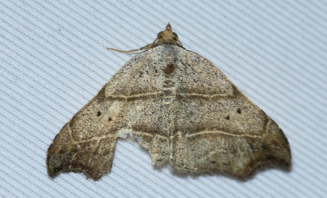 Laspeyria flexula - zuzmóbagoly