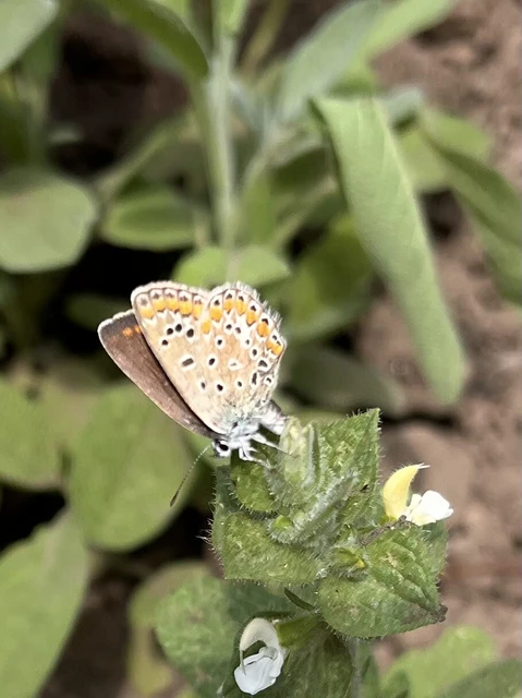 Polyommatus icarus - közönséges boglárka