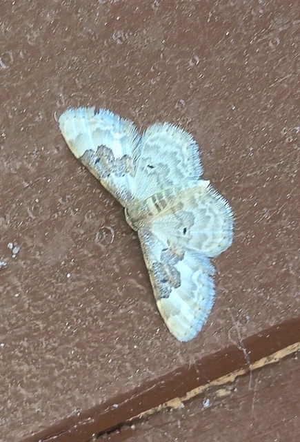 Idaea rusticata - tarka apróaraszoló