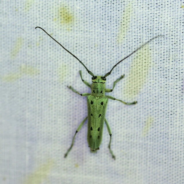 Saperda octopunctata - nyolcpontos cincér