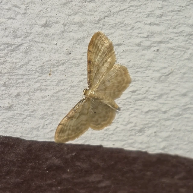 Idaea fuscovenosa - szürkeszélű apróaraszoló