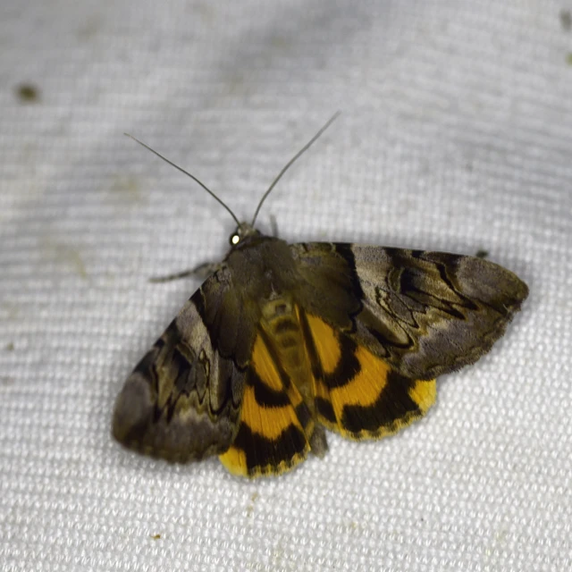 Catocala fulminea - galagonya-övesbagoly
