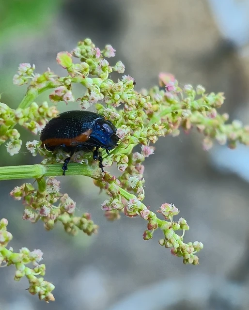 Chrysolina