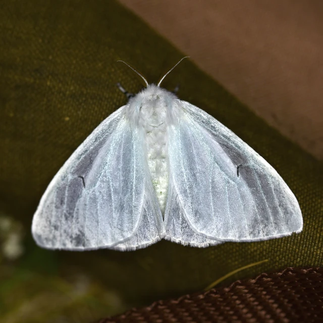 Arctornis l-nigrum - L-betűs gyapjaslepke