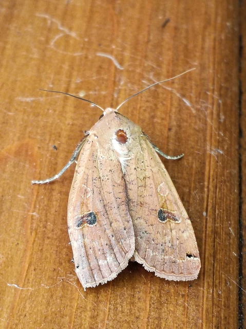 Noctua pronuba - nagy sárgafűbagoly
