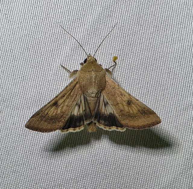 Helicoverpa armigera - kukorica-veteménybagoly