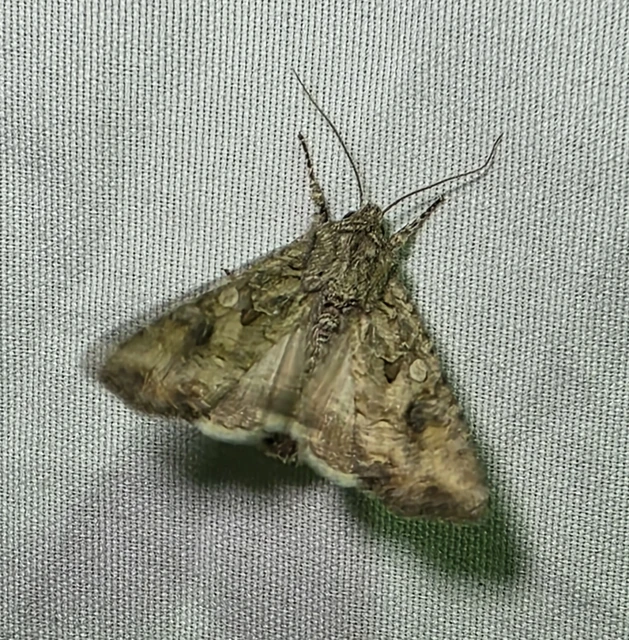 Hadula trifolii - lóherebagoly