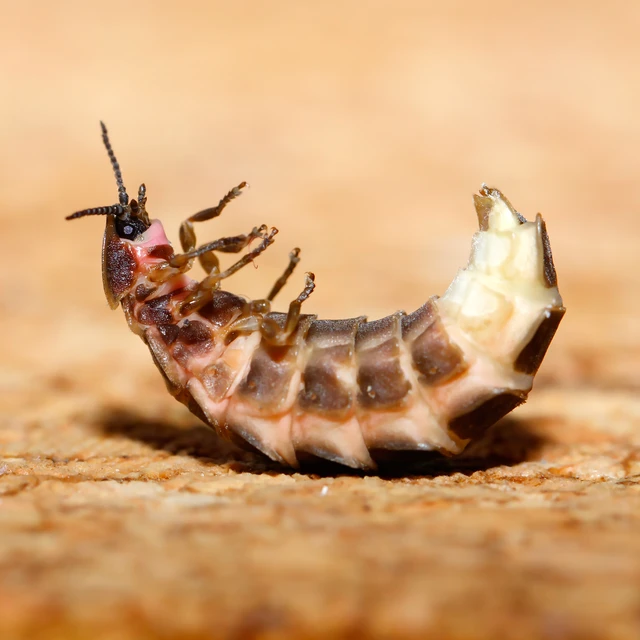 Lampyris noctiluca - nagy szentjánosbogár