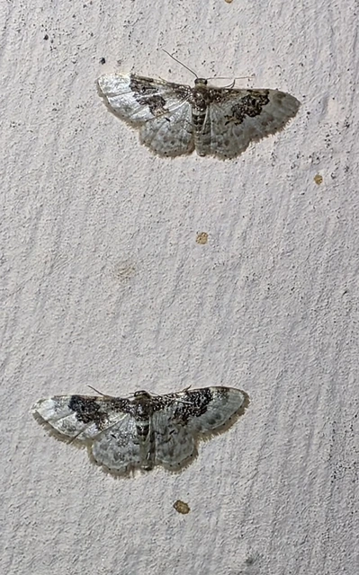 Idaea rusticata - tarka apróaraszoló