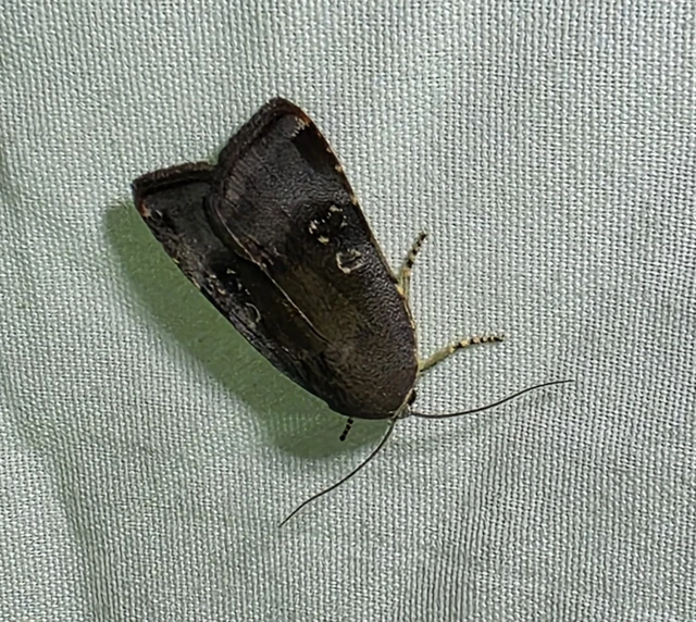 Noctua janthe/janthina