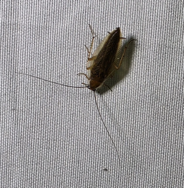 Blattodea - Csótányok Blattodea - Csótányok