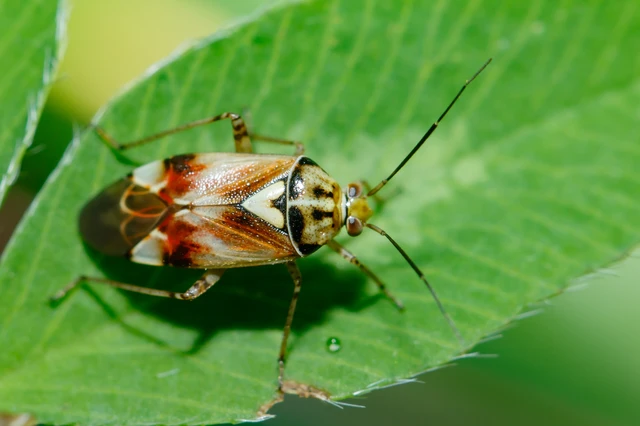Lygus pratensis - változó mezeipoloska