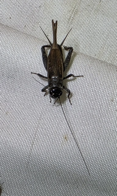 Eumodicogryllus bordigalensis - bordói tücsök