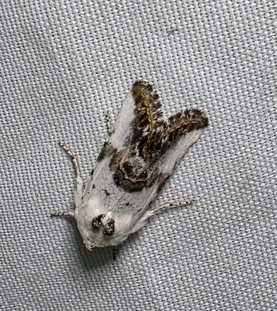 Calophasia opalina - barnafoltú fehérbagoly